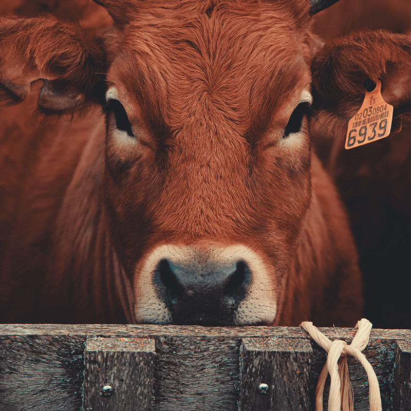 Large Beautiful Cow