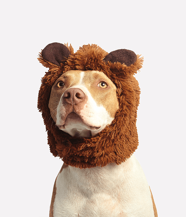 Dog in bear ears