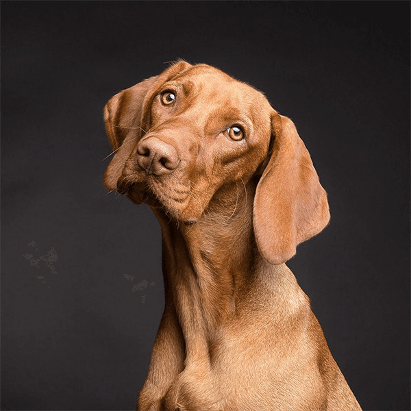 Cute Dog